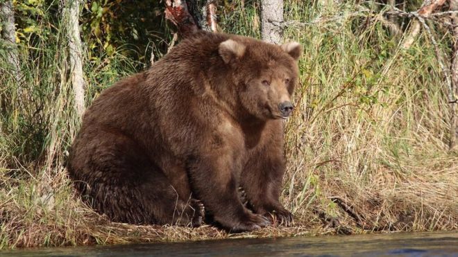 Большой медведь сидит на берегу реки