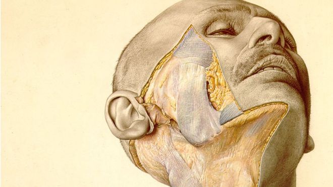 Uma ilustração do atlas mostra o rosto de um homem com a bochecha parcialmente dissecada