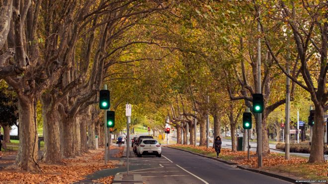 Аллея деревьев, Мельбурн, Австралия (Изображение: Canvas of Light / Flickr)