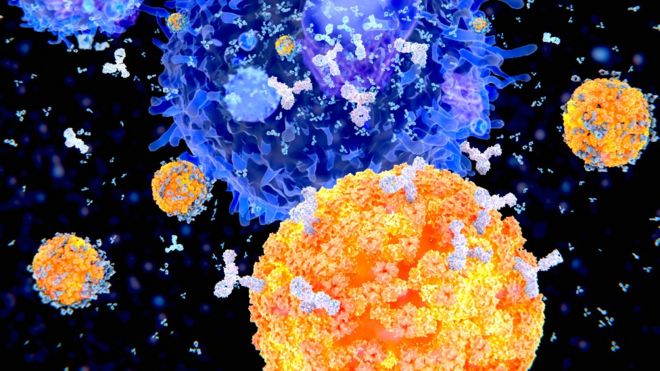 Ilustración de células plasma segregando anticuerpos para combatir un virus. of plasma cells (B-cells, orange) secreting antibodies (white) against viruses (blue).