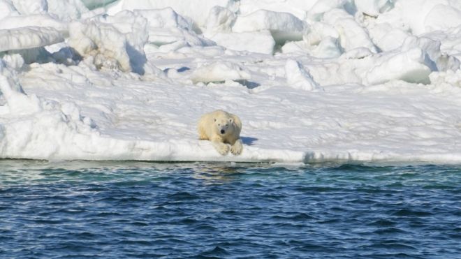 белый медведь на морском льду