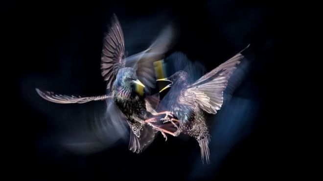 பறவையின் வாழ்வு பிரிவின் கீழ் ஆட்ரியன் க்ளார்க்கு விருது வழங்கப்பட்டது.