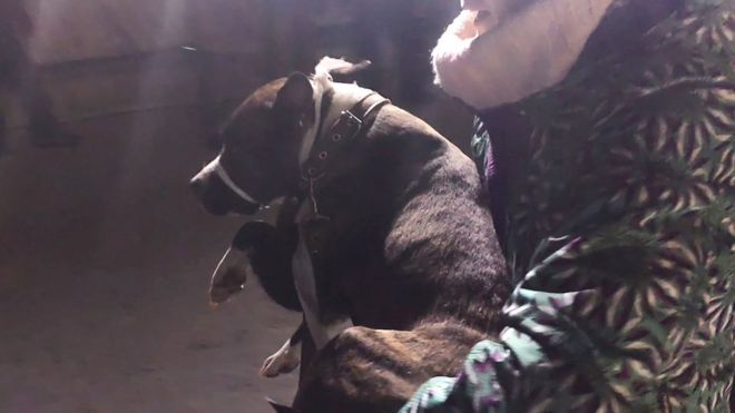 Собака спасена, 3 января 19