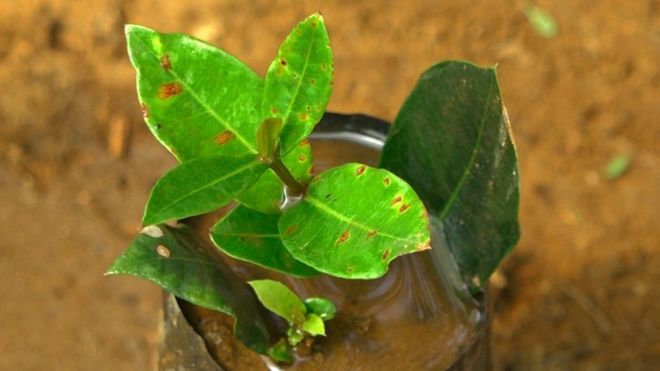 விதையாகும் இலைகள்