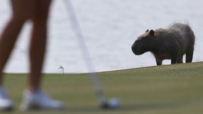 a capybara in focus, just behind a woman with a golf club, 19 August 2016