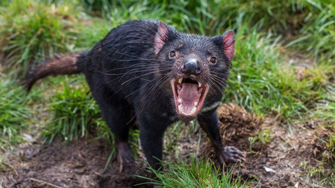 Film Archive Releases Colorized Footage Of Last Known Tasmanian