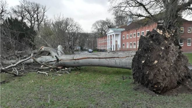 Буря Элеонора сбила дерево в Ньютауне, Поуис