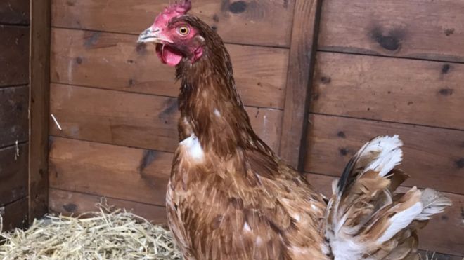 Real Life Chicken Run For Stowaway Hen Using Lorry Bbc News