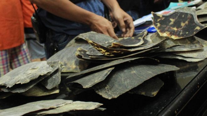 Изъятые в Индонезии панцири черепах, незаконно продаваемые