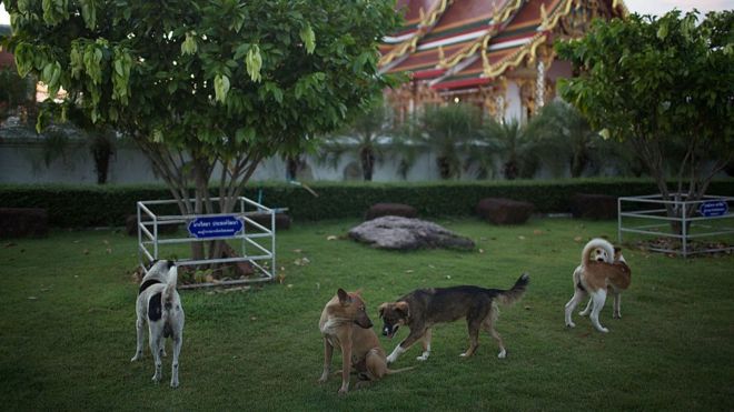 Группа бездомных собак играет в буддийском храме 6 ноября 2014 года в Сакон-Накхоне, Таиланд.