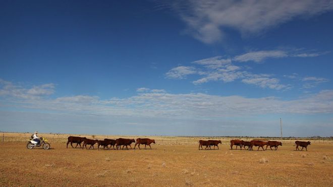 Фермер пасет крупный рогатый скот в Лонгрич, Квинсленд