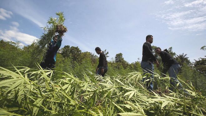 Wacana Legalisasi Ganja: Dapatkah Ganja Membantu Mengentaskan ...