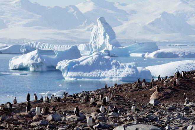 Большая группа пингвинов на пляже