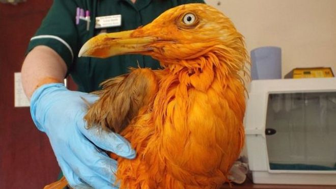 Gaviota