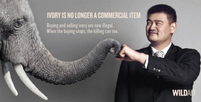 Плакат WildAid с участием Яо Миня и слона