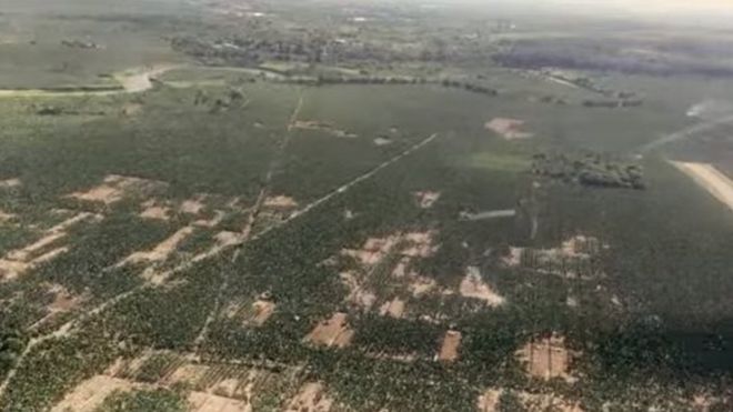 Вид бесплодных участков на банановых полях, вызванных панамской болезнью
