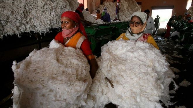 cotton
