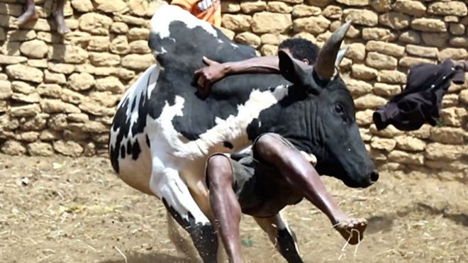 رجل من مدغشقر يصارع ثور