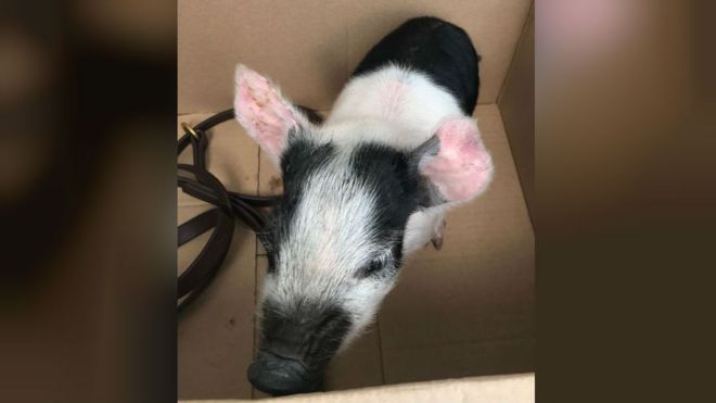Свинья найдена на улице в Норвиче