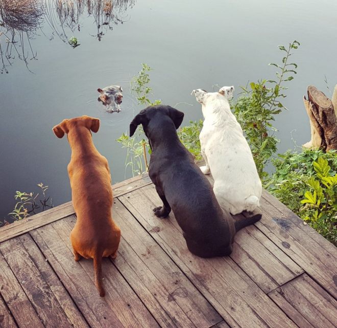 Anant Ganesh Patel: Zambia'nın Livingstone kentinde köpekler su aygırına merakla bakarken