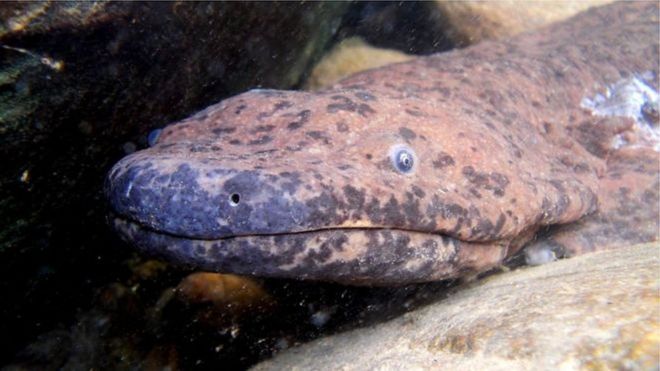 Salamandra do sul da China é o maior anfÃ­bio do mundo