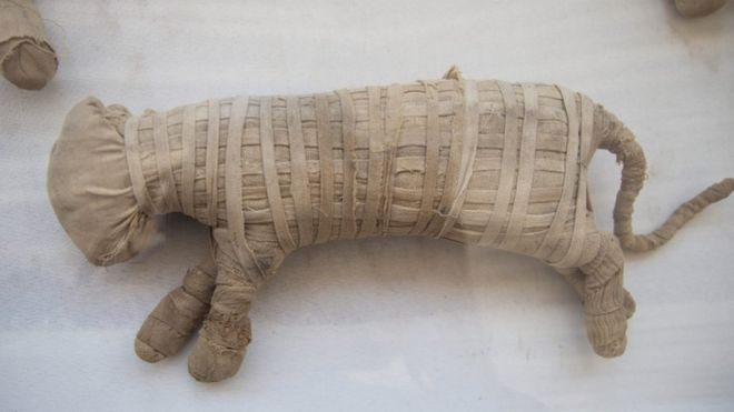 A múmia de um animal exposta em Saqqara, ao sul do Cairo