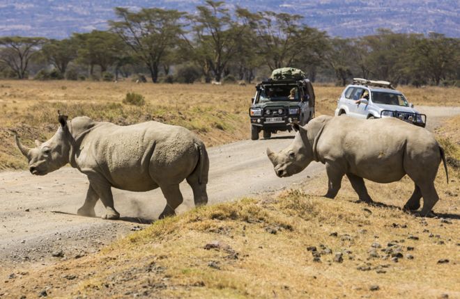 Белые носороги в национальном парке Накуру в Кении