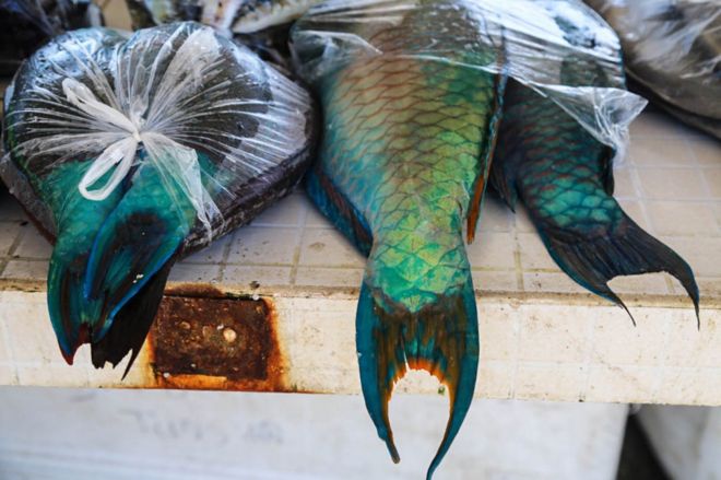 Разноцветные рыбы на рыбном рынке