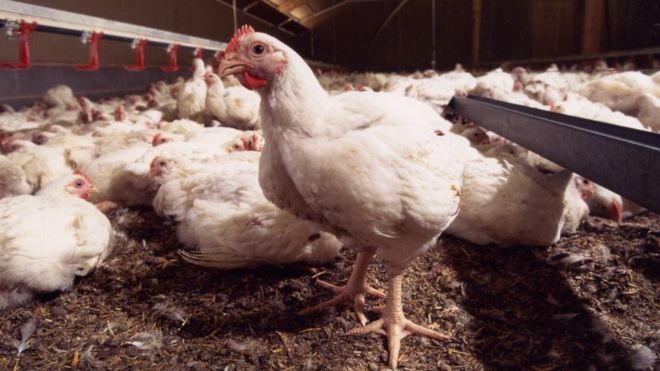 Norfolk Poultry Firm Had 40m Debts Before Sale Bbc News