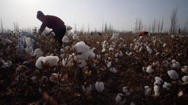 BBC获得的资料显示，在中国西部边陲的新疆地区，有包括维吾尔族在内的大量少数民族人士在当局的要求下被迫采摘棉花。