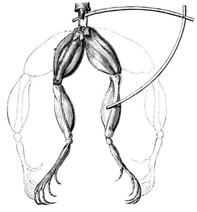 Иллюстрация эксперимента Гальвани, в котором ноги лягушек дергались при касании электродами