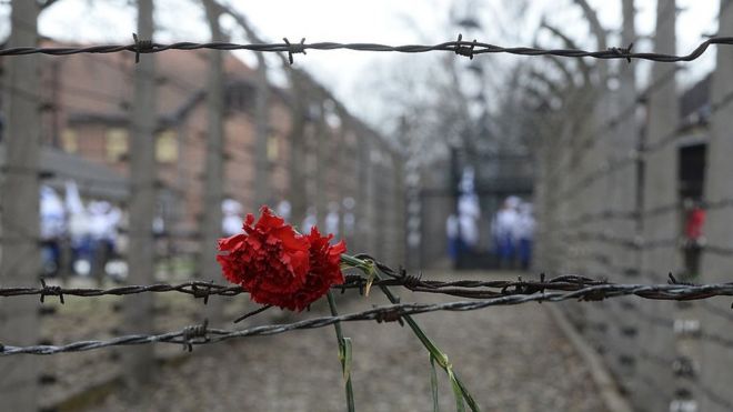 Цветок в колючей проволоке в Освенциме (файл фото)