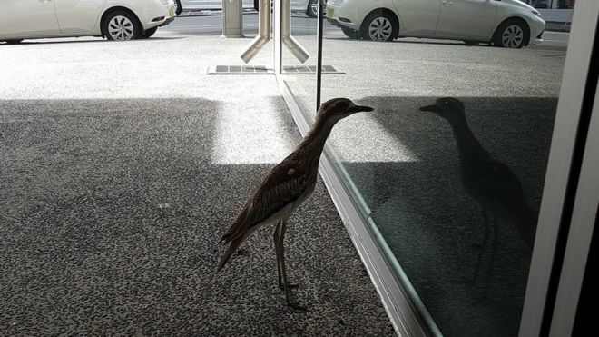 A bird staring at its own reflection at an Australian university campus