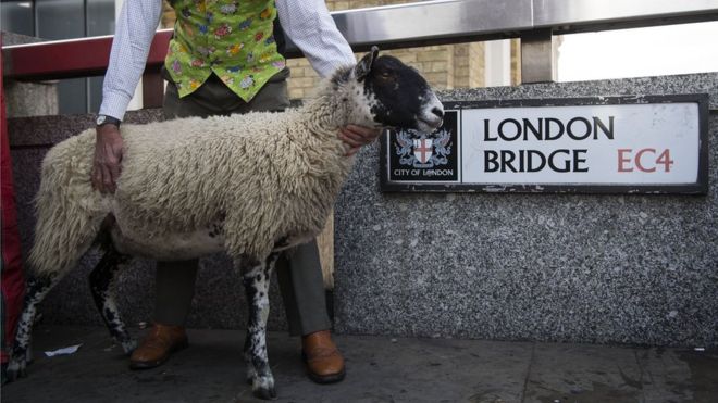 Овцы перед вывеской Лондонского моста