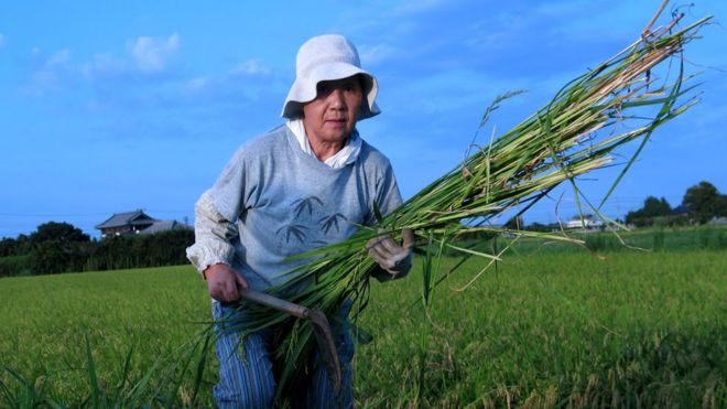 Японский сельскохозяйственный рабочий на рисовом поле