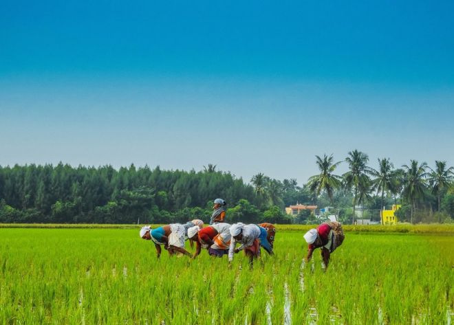 எம். கந்தவேலு