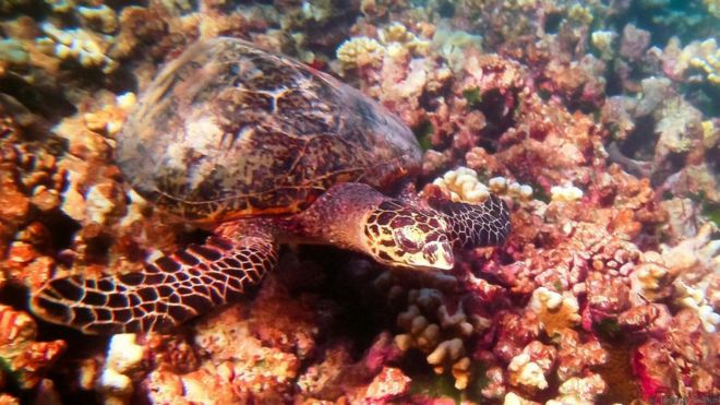 Một con rùa bơi trên rặng san hô
