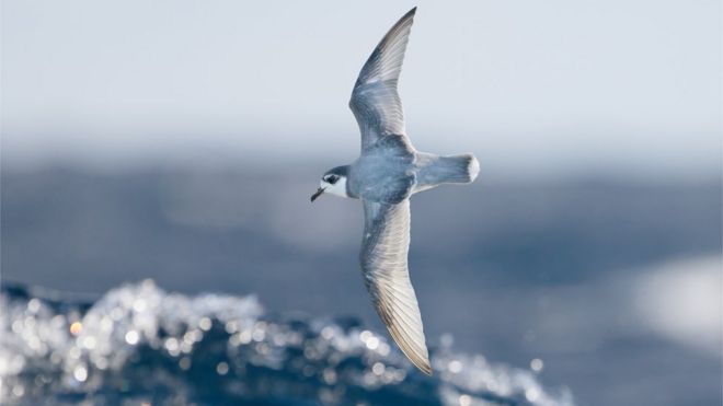 Многие виды морских птиц, в том числе голубые буревестники, потребляют пластиковый мусор в море