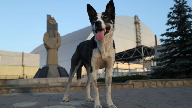 A stray dog stands at a monument outside the new, giant enclosure that covers devastated reactor number four at the Chernobyl nuclear power plant on August 18, 2017 near Chornobyl, Ukraine.
