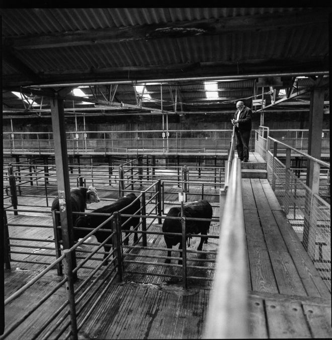 Крупный рогатый скот в Бэндоне Март