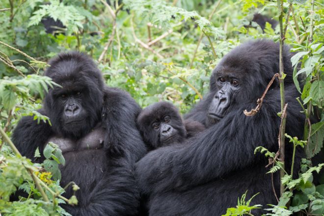 Imagem mostra dois gorilas adultos e um filhote na floresta