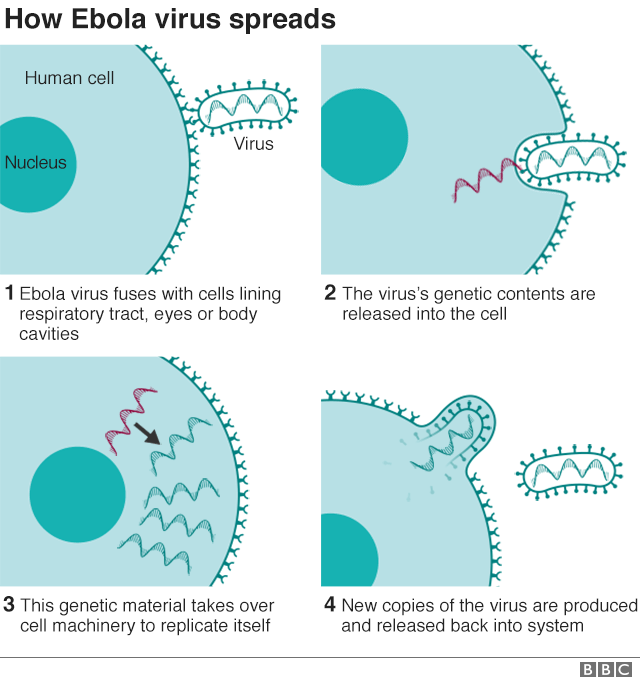 Инфографика, показывающая, как вирус Эбола распространяется в организме человека