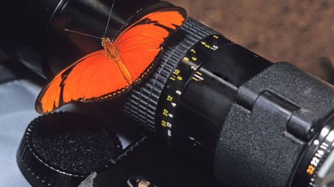 Cámara de fotos con una mariposa encima.