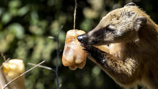 Coati eating iced fruit