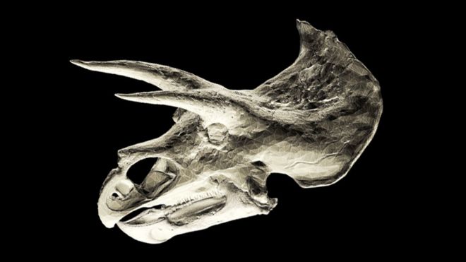 Escaneo 3D del cráneo de un Triceratops