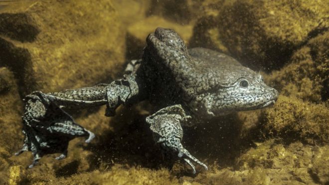 Foto de uma rã gigante do lago Titicaca, cortesia do Museu de História Natural da Bolívia