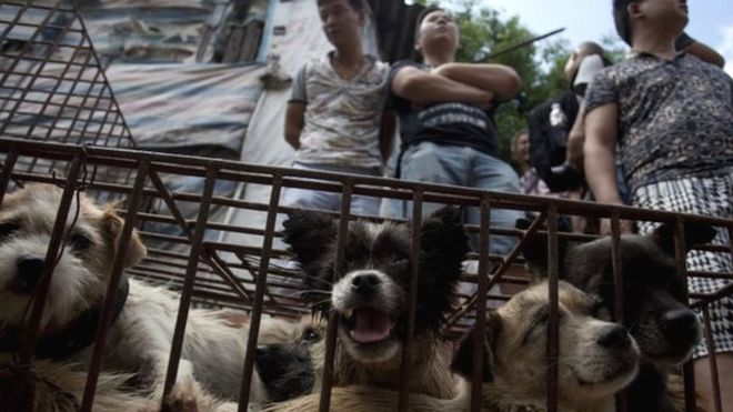 Продавцы ждут, когда покупатели купят собак в клетках на рынке в Юйлине, провинция Гуанси на юге Китая, 21 июня 2015 года.