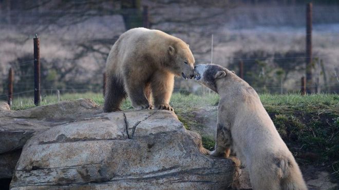 Особая среда обитания парка дикой природы Йоркшира для белых медведей