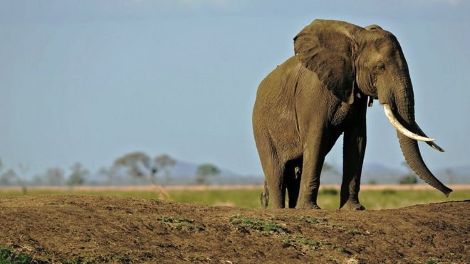 Слон в национальном парке Микуми, Танзания (октябрь 2013 г.)