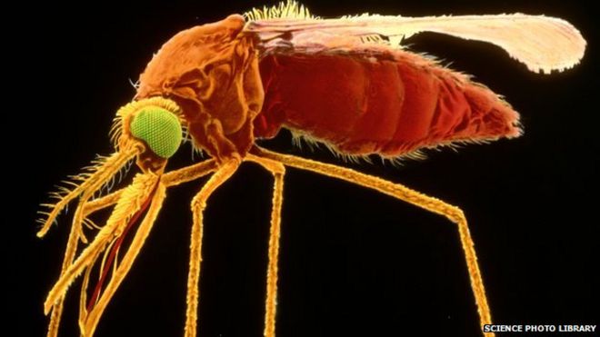Малярийный паразит Plasmodium falciparum переносится самкой комара-анофелеса
